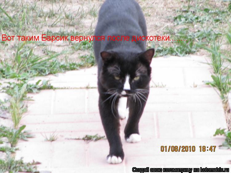 Котоматрица: Вот таким Барсик вернулся после дискотеки........