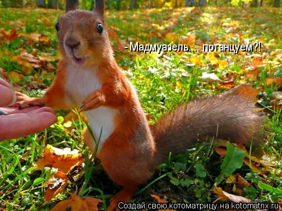 - Мадмуазель..., потанцуем?!... Котоматрица: - Мадмуазель..., потанцуем?!