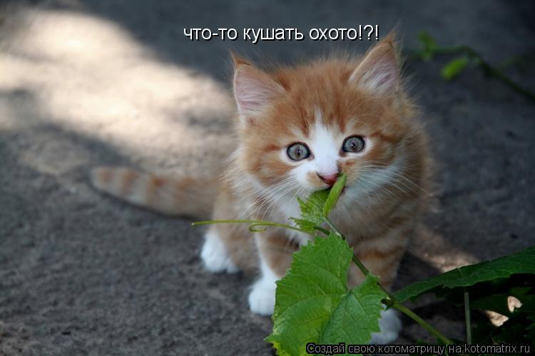 Котоматрица: что-то кушать охото!?!