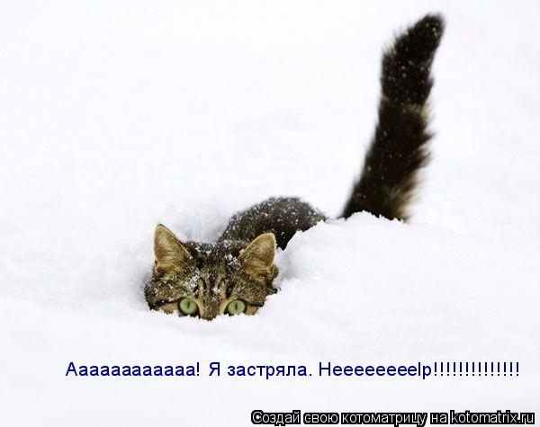 Котоматрица: Аааааааааааа! Я застряла. Heeeeeeeelp!!!!!!!!!!!!!!