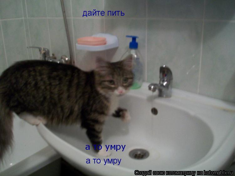 Котоматрица: дайте пить а то умру а то умру