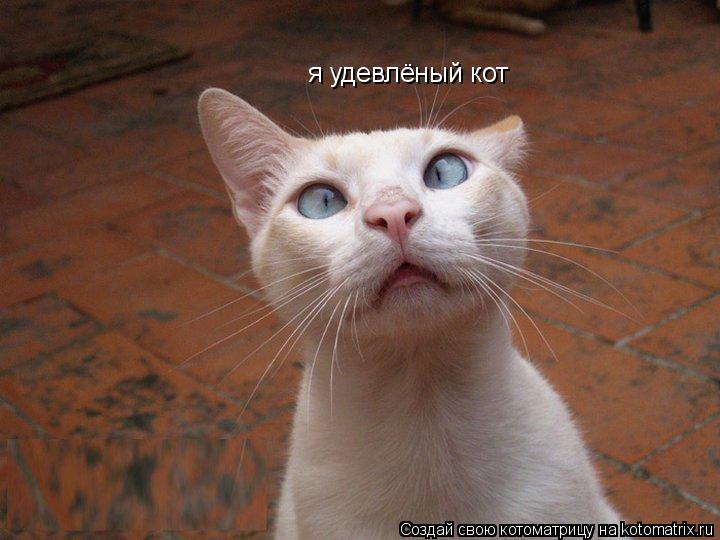 Котоматрица: я удевлёный кот