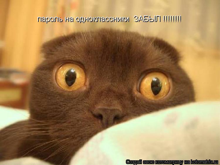 Котоматрица: пароль на одноклассники  ЗАБЫЛ !!!!!!!! пароль на одноклассники  ЗАБЫЛ !!!!!!!!