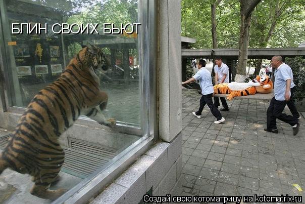 Котоматрица: БЛИН СВОИХ БЬЮТ