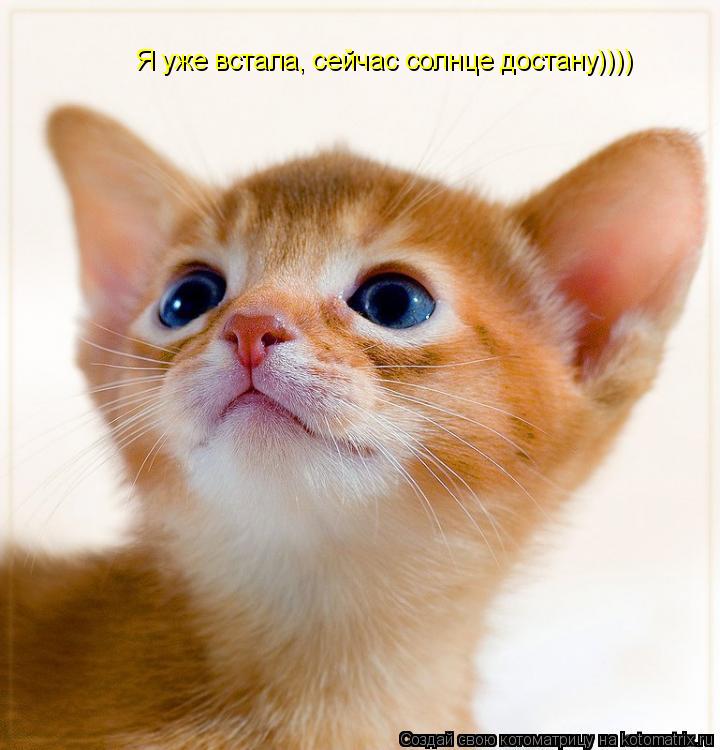 Котоматрица: Я уже встала, сейчас солнце достану))))