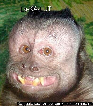 Котоматрица: La-KA-LUT