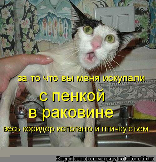за то что вы меня искупали с пенкой в раковине весь коридор испоганю и птичку съем... Котоматрица: за то что вы меня искупали с пенкой в раковине весь коридор испоганю и птичку съем