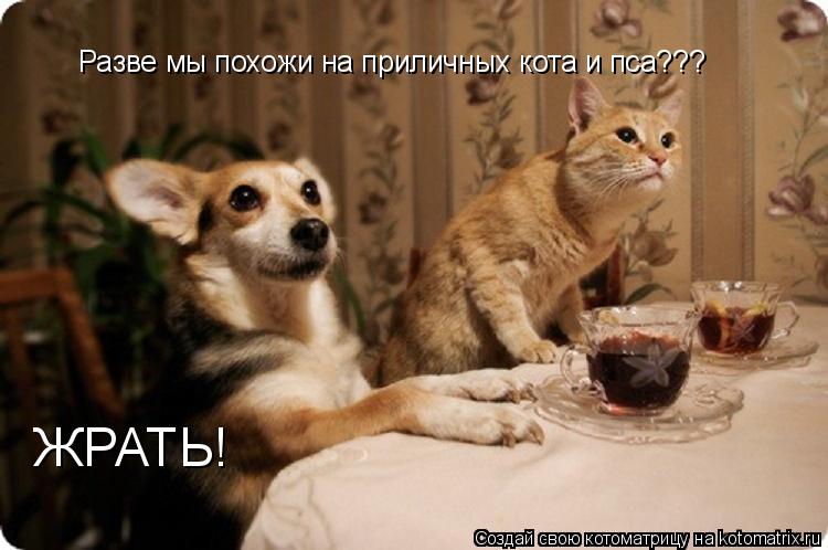 Разве мы похожи на приличных кота и пса??? ЖРАТЬ!... Котоматрица: Разве мы похожи на приличных кота и пса??? ЖРАТЬ!