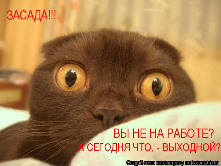 ЗАСАДА!!! ВЫ НЕ НА РАБОТЕ? А СЕГОДНЯ ЧТО, - ВЫХОДНОЙ?... Котоматрица: ЗАСАДА!!! ВЫ НЕ НА РАБОТЕ? А СЕГОДНЯ ЧТО, - ВЫХОДНОЙ?