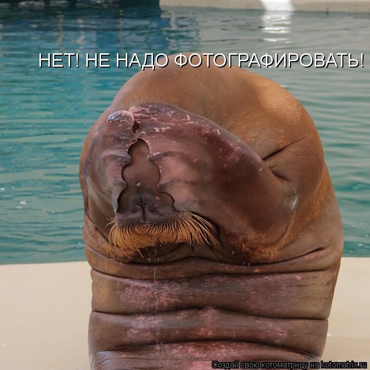 НЕТ! НЕ НАДО ФОТОГРАФИРОВАТЬ!... Котоматрица: НЕТ! НЕ НАДО ФОТОГРАФИРОВАТЬ!