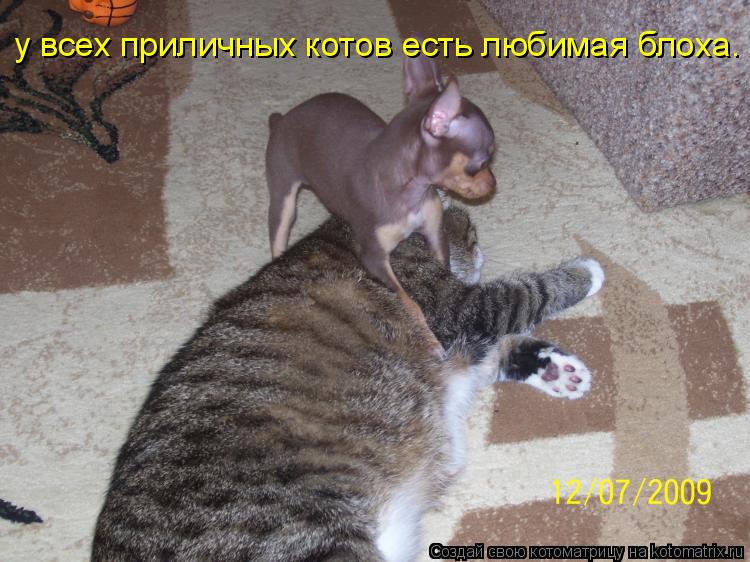 у всех приличных котов есть любимая блоха.... Котоматрица: у всех приличных котов есть любимая блоха.