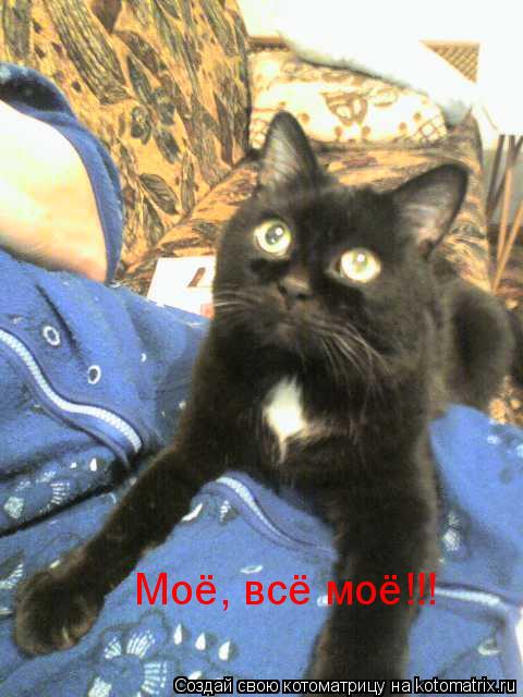 Моё, всё моё!!!... Котоматрица: Моё, всё моё!!!