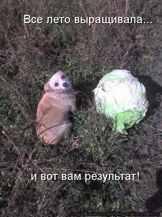 Все лето выращивала... и вот вам результат!... Котоматрица: Все лето выращивала... и вот вам результат!