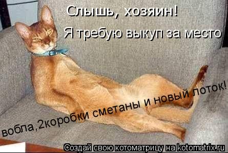 Котоматрица: Слышь, хозяин!   Я требую выкуп за место вобла,2коробки сметаны и новый лоток!