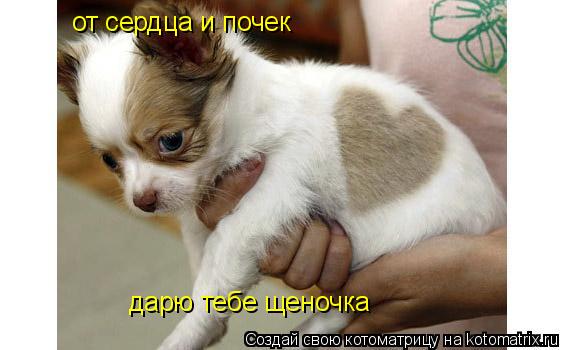 Котоматрица: от сердца и почек  дарю тебе щеночка