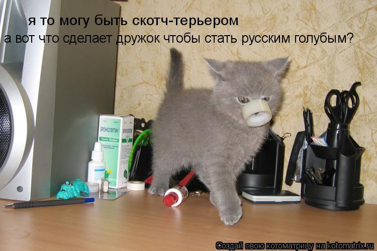 Котоматрица: я то могу быть скотч-терьером а вот что сделает дружок чтобы стать русским голубым?