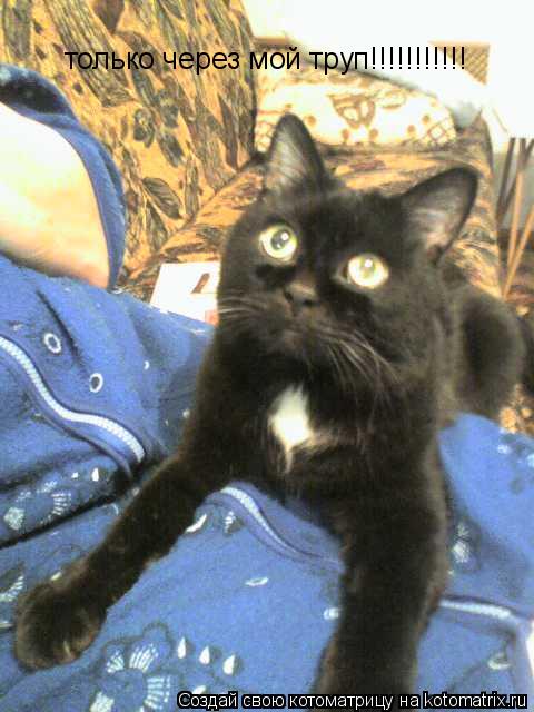 Котоматрица: только через мой труп!!!!!!!!!!!