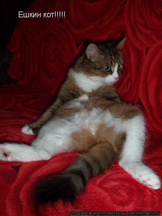 Котоматрица: Ешкин кот!!!!!
