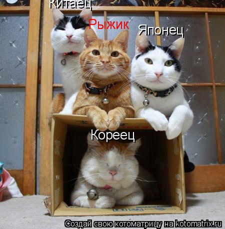 Котоматрица: Китаец Кореец Рыжик Рыжик Японец