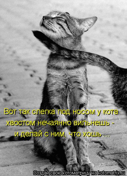 Вот так слегка под носом у кота хвостом нечаянно вильнешь - и делай с ним, что хошь ...... Котоматрица: Вот так слегка под носом у кота хвостом нечаянно вильнешь - и делай с ним, что хошь ...