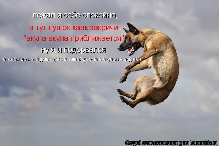 лежал я себе спокойно, а тут пушок каак закричит "акула,акула приближается" ну я и подорвался а потом... Котоматрица: лежал я себе спокойно, а тут пушок каак закричит "акула,акула приближается" ну я и подорвался а потом до меня дошло,что в нашей деревне акулы