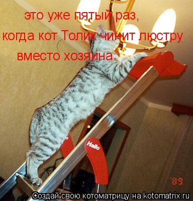 это уже пятый раз, когда кот Толик чинит люстру вместо хозяина .... Котоматрица: это уже пятый раз, когда кот Толик чинит люстру вместо хозяина .