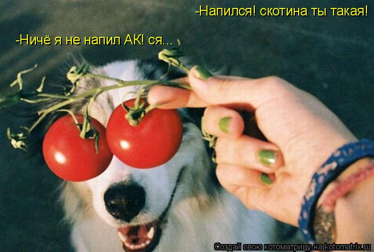 -Напился! скотина ты такая! -Ничё я не напил АК! ся...... Котоматрица: -Напился! скотина ты такая! -Ничё я не напил АК! ся...