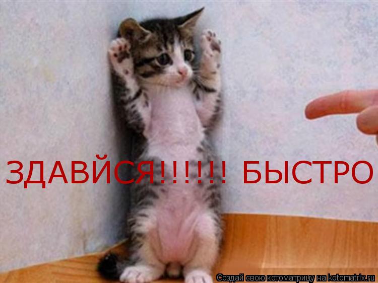 ЗДАВЙСЯ!!!!!! БЫСТРО... Котоматрица: ЗДАВЙСЯ!!!!!! БЫСТРО
