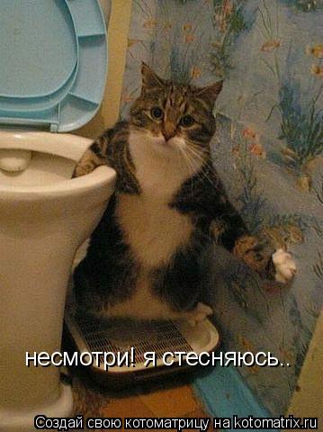 несмотри! я стесняюсь..... Котоматрица: несмотри! я стесняюсь..