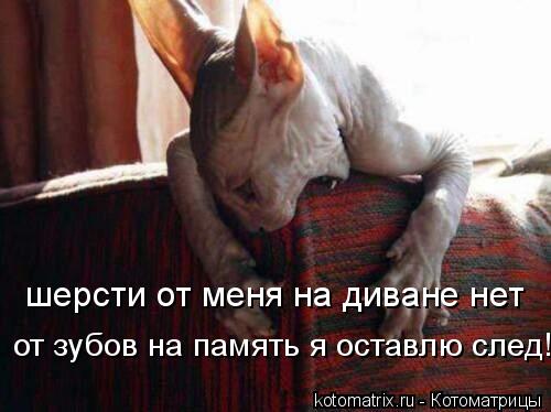 шерсти от меня на диване нет от зубов на память я оставлю след!... Котоматрица: шерсти от меня на диване нет от зубов на память я оставлю след!