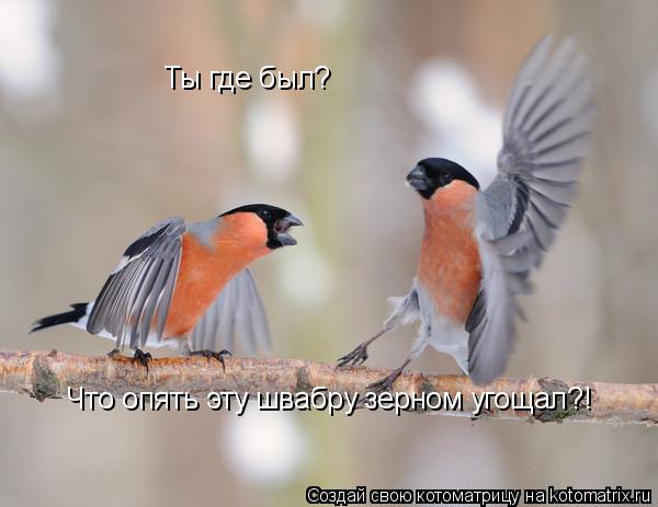 Ты где был? Что опять эту швабру зерном угощал?!... Котоматрица: Ты где был? Что опять эту швабру зерном угощал?!