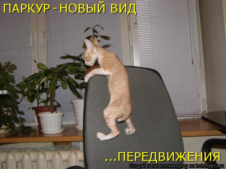 ПАРКУР - НОВЫЙ ВИД ...ПЕРЕДВИЖЕНИЯ... Котоматрица: ПАРКУР - НОВЫЙ ВИД ...ПЕРЕДВИЖЕНИЯ