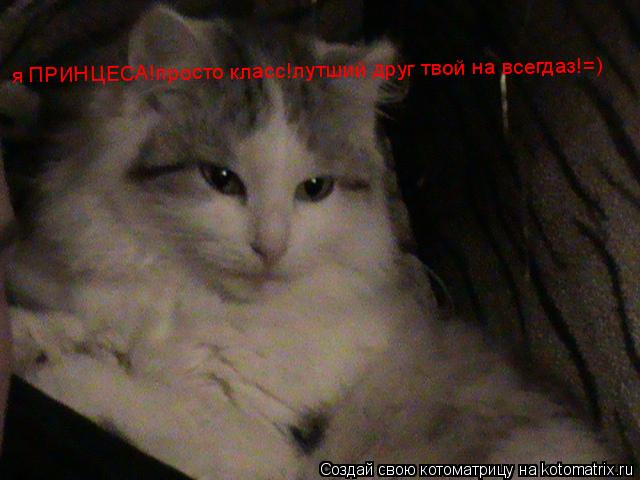 я ПРИНЦЕСА!просто класс!лутший друг твой на всегдаз!=)... Котоматрица: я ПРИНЦЕСА!просто класс!лутший друг твой на всегдаз!=)