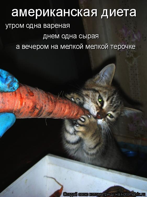 американская диета утром одна вареная днем одна сырая а вечером на мелкой мелкой терочке... Котоматрица: американская диета утром одна вареная днем одна сырая а вечером на мелкой мелкой терочке