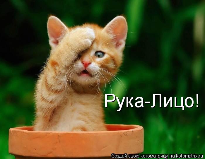 Рука-Лицо!... Котоматрица: Рука-Лицо!