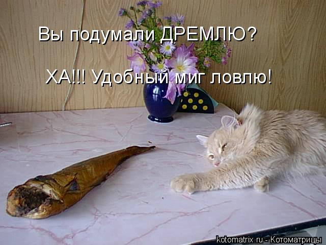Котоматрица: Вы подумали ДРЕМЛЮ? ХА!!! Удобный миг ловлю!