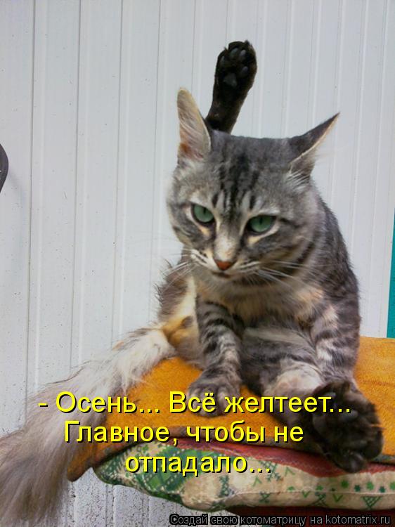 - Осень... Всё желтеет... Главное, чтобы не отпадало...... Котоматрица: - Осень... Всё желтеет... Главное, чтобы не отпадало...