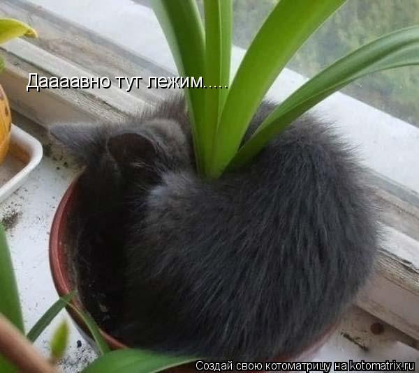 Даааавно тут лежим........ Котоматрица: Даааавно тут лежим.....