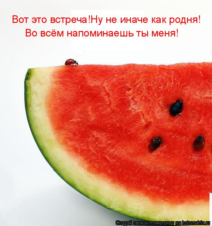Котоматрица: Вот это встреча!Ну не иначе как родня!  Во всём напоминаешь ты меня!