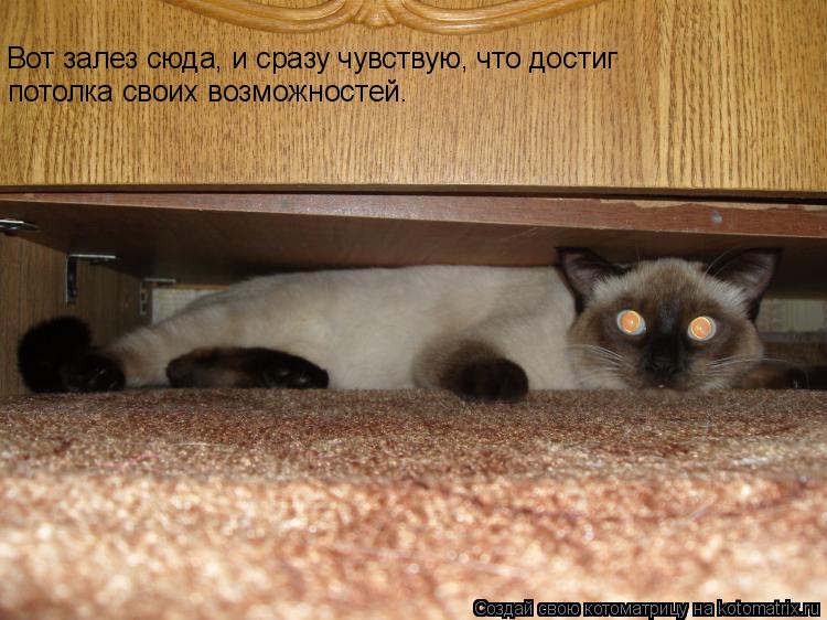 Вот залез сюда, и сразу чувствую, что достиг потолка своих возможностей.... Котоматрица: Вот залез сюда, и сразу чувствую, что достиг потолка своих возможностей.