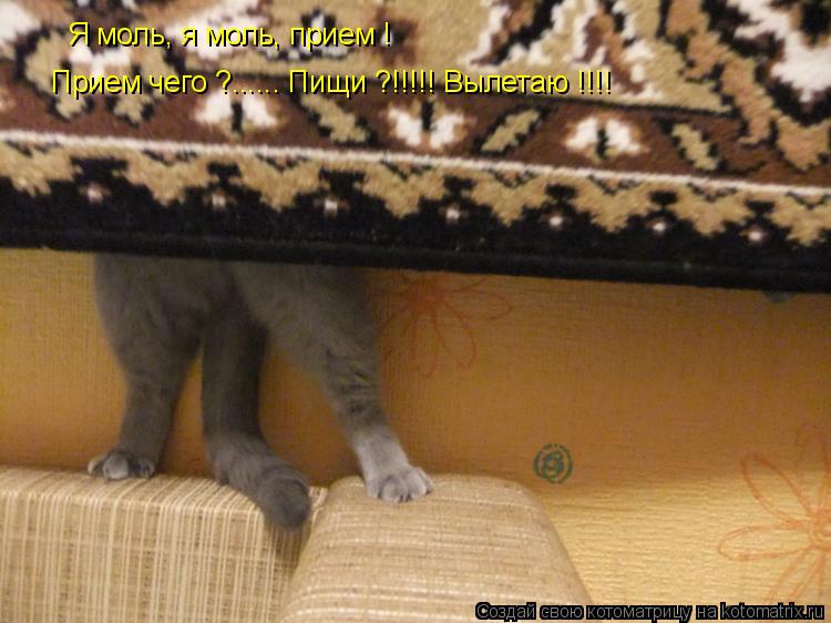 Я моль, я моль, прием ! Прием чего ?...... Пищи ?!!!!! Вылетаю !!!!... Котоматрица: Я моль, я моль, прием ! Прием чего ?...... Пищи ?!!!!! Вылетаю !!!!