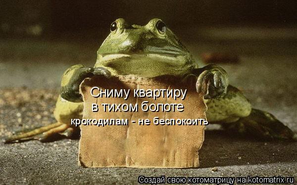 Сниму квартиру в тихом болоте крокодилам - не беспокоить... Котоматрица: Сниму квартиру в тихом болоте крокодилам - не беспокоить