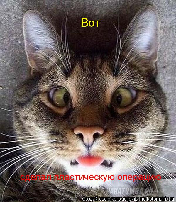 Вот сделал пластическую операцию... Котоматрица: Вот сделал пластическую операцию
