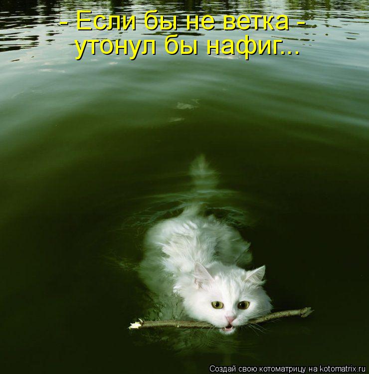 - Если бы не ветка - утонул бы нафиг...... Котоматрица: - Если бы не ветка - утонул бы нафиг...
