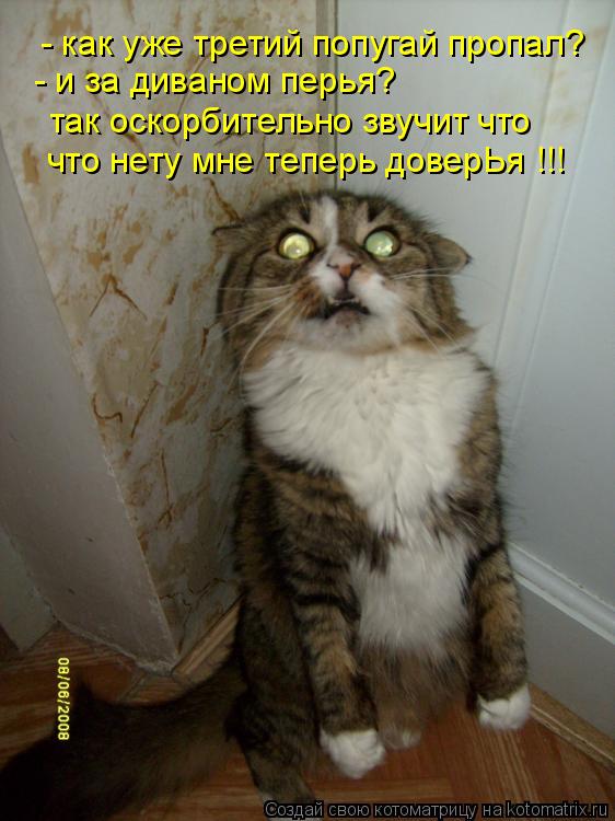 - как уже третий попугай пропал? - и за диваном перья? так оскорбительно звучит что что нету мне тепе... Котоматрица: - как уже третий попугай пропал? - и за диваном перья? так оскорбительно звучит что что нету мне теперь доверЬя !!!