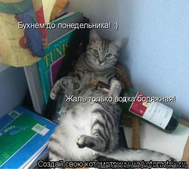 Бухнем до понедельника! :) Жаль только водка бодяжная!... Котоматрица: Бухнем до понедельника! :) Жаль только водка бодяжная!