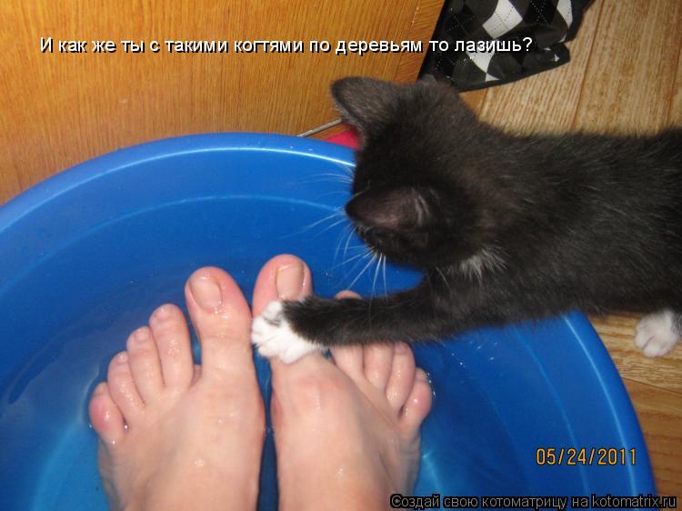 И как же ты с такими когтями по деревьям то лазишь?... Котоматрица: И как же ты с такими когтями по деревьям то лазишь?