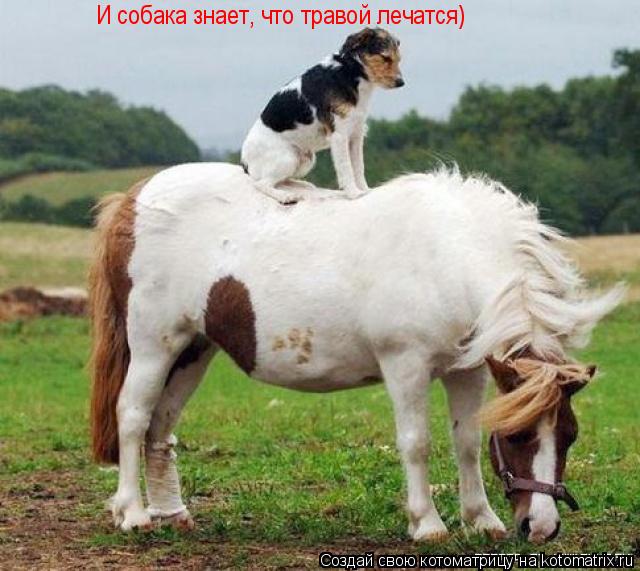 И собака знает, что травой лечатся)... Котоматрица: И собака знает, что травой лечатся)