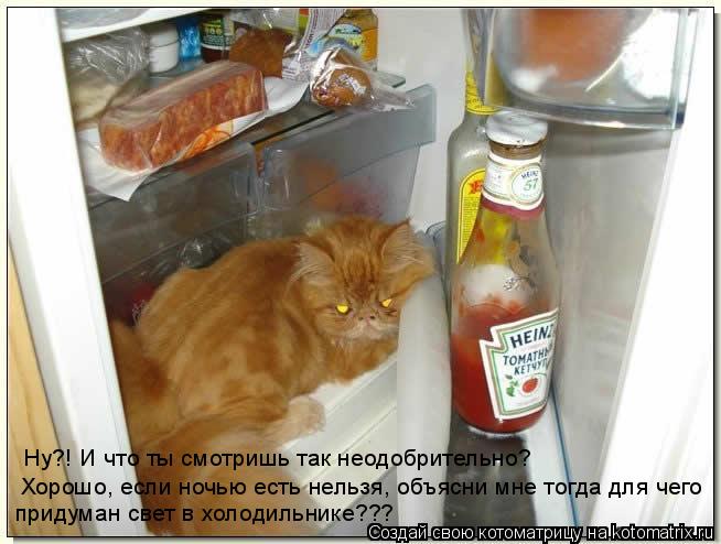 Ну?! И что ты смотришь так неодобрительно? Хорошо, если ночью есть нельзя, объясни мне тогда для че... Котоматрица: Ну?! И что ты смотришь так неодобрительно? Хорошо, если ночью есть нельзя, объясни мне тогда для чего придуман свет в холодильнике???