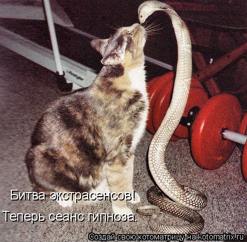 Битва экстрасенсов! Теперь сеанс гипноза.... Котоматрица: Битва экстрасенсов! Теперь сеанс гипноза.